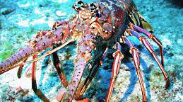 Caribbean Spiny Lobster habitat study to be conducted by DEMA.